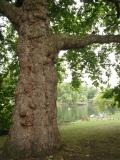 Platan - Platanus, St JamesPark (Green Park), Londn 2005