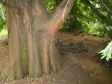 Tisovec - Taxodium, St JamesPark (Green Park), Londn 2005