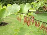 Zmarlika - Cercis, Royal Botanic Gardens, Londn - Kew, 2005