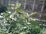 Fkovnk smokvo - Ficus carica, Houses of Parliament, Londn 2005