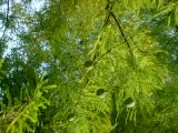 Tisovec dvouad, plodc - Taxodium distichum, zmeck park Pardubice, 2005