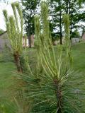 Borovice  himaljsk - Pinus wallichiana Griffithii, 2006