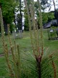 Borovice himaljsk - Pinus wallichiana Griffithii, 2006