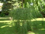 Bza bradavinat - pevisl, Betula verrucosa Pendula youngii, 2006