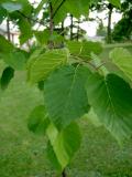 Bza Maximoviova - Betula maximowicziana, 2006