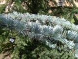 Cedr atlask - stbrn,  Cedrus atlantica Glauca, 2006