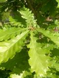 Dub velkoplod - Quercus macrocarpa, 2006