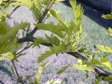 Dezovec trojtrnn - Gleditsia triacanthos, jaro 2006