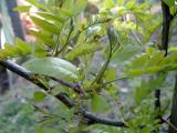 Dezovec trojtrnn - Gleditsia triacanthos, jaro 2006