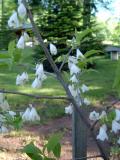 Halzie karolnsk - Halesia carolina, 2006