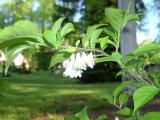 Halzie karolnsk - Halesia carolina, 2006