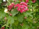 Hloh obecn -  plnokvt, Crataegus oxycantha Pauls scarlet, 2006