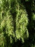 Jalovec tuh - Juniperus rigida, detail, 2006