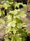 Javor  mln - pestrolist, Acer platanoides Drumondii, 2006