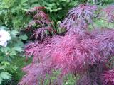 Javory dlanitolist - sthanolist, Acer palmatum Dissectum, detail, 2006