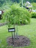 Jerln japonsk - pevisl, Sophora japonica Pendula, 2006