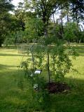 Jeb obecn - pevisl, Sorbus aucuparia Pendula, 2006