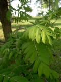 Jeb oskerue - Sorbus domestika, 2006