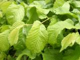 Jilm lys - pevisl, Ulmus glabra Pendula, 2006