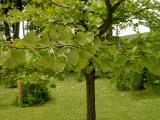 Jinan dvojlalon - Ginkgo biloba Pendula pragensis, 2006