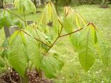 Jrovec drobnokvt - Aesculus parviflora, 2006