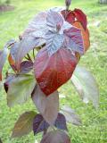 Katalpa ken - ervenajc, Catalpa x erubescens Purpurea, 2006