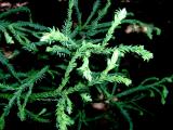 Kryptomerie japonsk - Cryptomeria japonica Spiralis, 2006