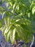 Kysloun stromovit - Oxydendron arboreum, 2006