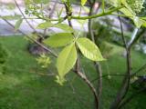 Kdlatec trojlist - Ptelea trifoliata Aurea, jaro 2006