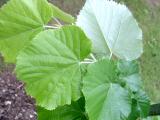 Lpa stbrn - Tilia tomentosa, 2006