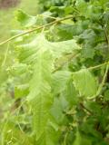 Lpa velkolist - sthanolist, Tilia platyphylla Laciniata, 2006