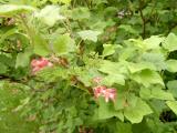 Meruzalka krvav - Ribes sanguineum Pulborough, 2006