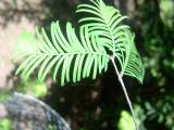 Metasekvoje nsk - Metasequoia glyptostroboides, detail, 2006