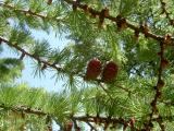 Modn japonsk - Larix leptolepis Gray Pearl, za budovou, 2006