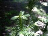 Ostrolistec kopinat - Cunninghamia lanceolata, 2006