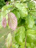 Parocie persk - Parrotia persica, 2006