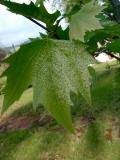 Platan javorolist - pestrolist, Platanus acerifolia Suttneri, 2006