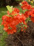 Rododendron, azalka - Rhododendron, Azalea, jaro 2006