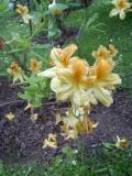 Rododendron, azalka - Rhododendron, Azalea, jaro 2006