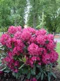 Rododendron, pnink - Rhododendron, 2006