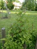 Stura japonsk - Styrax japonica, znovu obrstajc po havrii, 2006