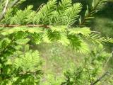 Tisovec dvouad - Taxodium distichum, detail, 2006