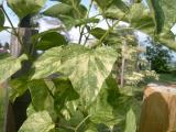 ek obecn - pestrolist, Syringa vulgaris Aucubaefolia, 2006