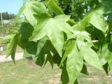 Ambro zpadn - Liquidambar styraciflua, 2006