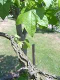 Ambro zpadn - Liquidambar styraciflua, detail vtviky, 2006