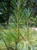 Borovice himaljsk - Pinus wallichiana Griffithii, 2006