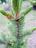 Borovice osinat - Pinus aristata, 2006