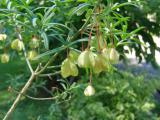 Brslen nzk - Euonymus nanus Turkestanicus krishtofowich, 2006