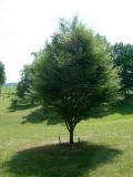 Buk obecn - Fagus sylvaticaAspleniifolia, 2006