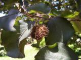 Buk obecn - Fagus sylvatica Atropurpurea, 2006